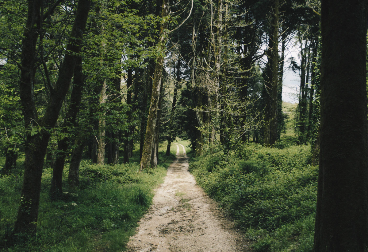 _SmartCBD's tweet photo. Not all who wonder are lost - J.R.R. Tolkien 💚 

#WednesdayWisdom

📸 @rafmrs https://t.co/ZOC1EXEUaM