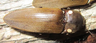 Invertebr8Dude's tweet photo. New Post: Headlamp Beetle Hype! 

https://t.co/Q9Yf7ASt80 

#Pyrophorus #Pyrophorusnoctilucus #Elateridae #Petbugs #Entomology #Invertebrates https://t.co/C8wDS3onMb
