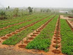 cepodakar's tweet photo. Compétitivité du secteur agricole
L’analyse de la compétitivité du secteur agricole trouve toute sa pertinence dans le contexte actuel.
Pour plus de détails : https://t.co/nRHMs7KBZV https://t.co/td8wYoNjxj
