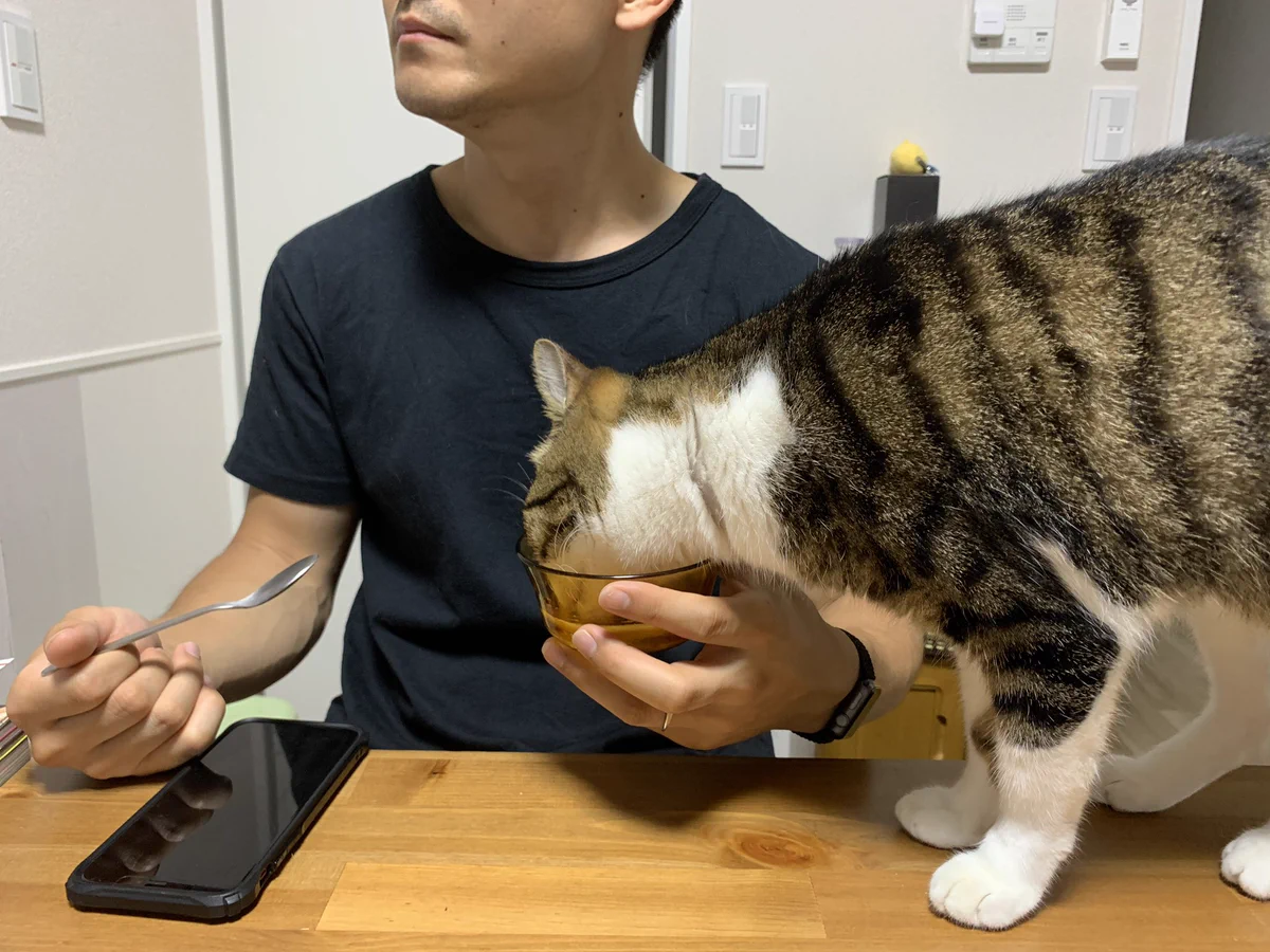 よそ見厳禁ー！その隙に猫がヨーグルトを盗み食いしてますよｗｗ