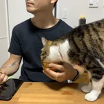よそ見厳禁ー!その隙に猫がヨーグルトを盗み食いしてますよw