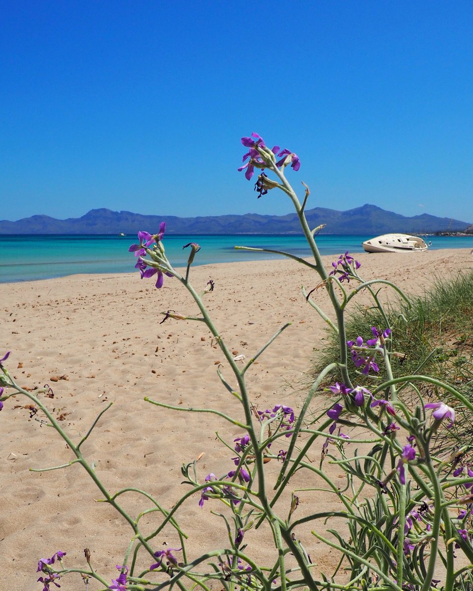 Grupotel Hotels & Resorts tweet media
