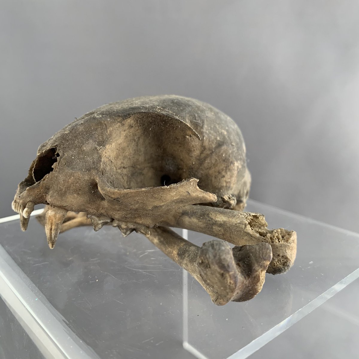 Things have taken a morbid turn (apologies) The remains of a squirrel Was it found in someone’s garden or ‘unearthed’ whilst rummaging through our collection?