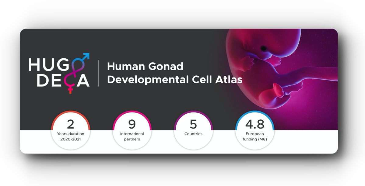 We are one of the partners for the Human Gonad Developmental Cell Atlas! Using OMICS and cutting-edge technologies, the project aims to describe the organisation of the developing human gonads and mechanisms underlying sex determination. 

hugodeca-project.eu

#HumanCellAtlas