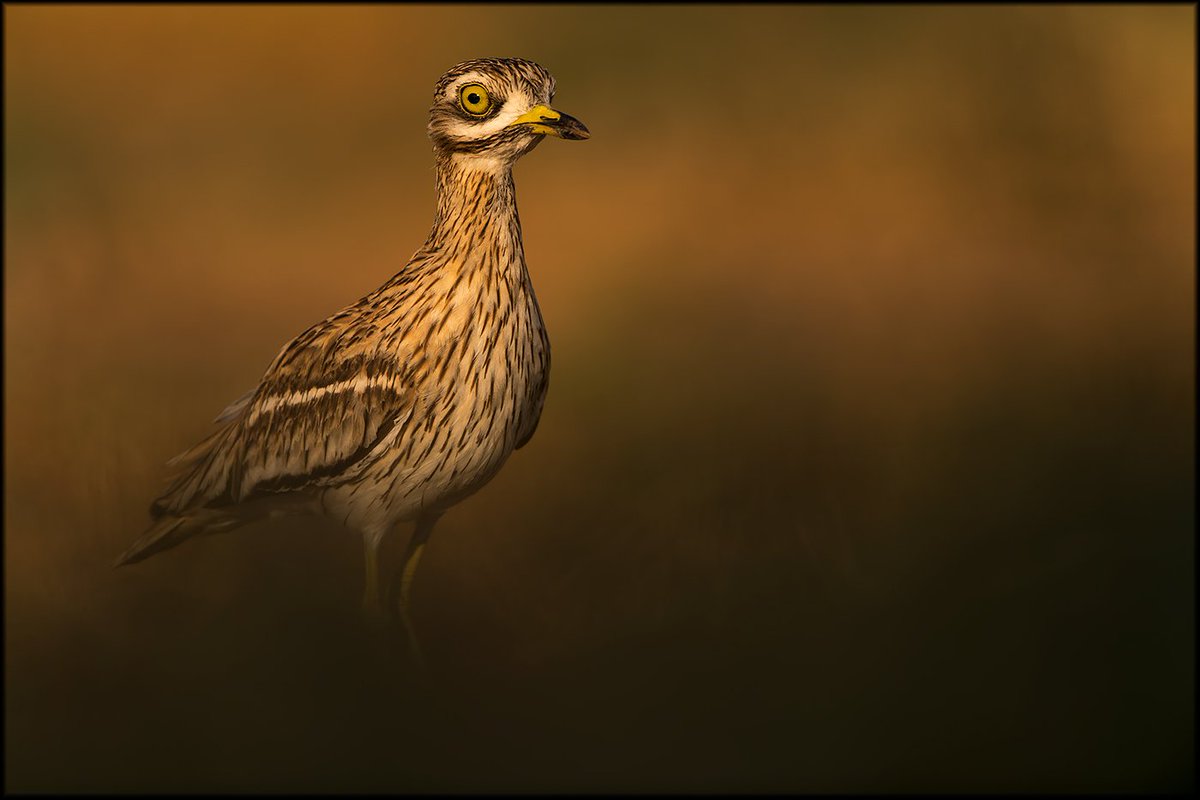 FelixMorlan's tweet photo. Burhinus oedicnemus https://t.co/2tii5KZuKG