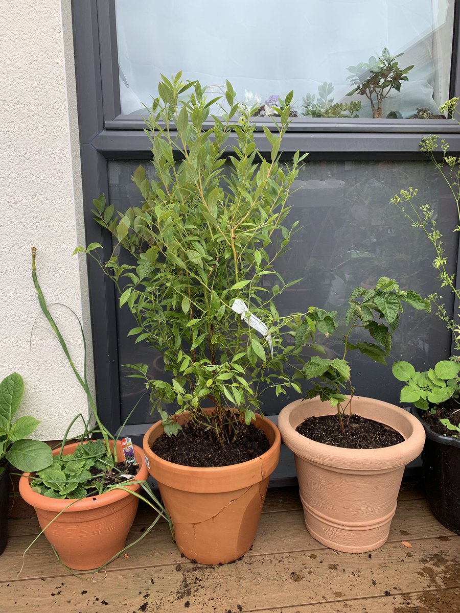 SteflovesPlants's tweet photo. Our first plant ordered from Europe! It’s a grafted blueberries with 2 cultivars (Pink Lemonade and Buddy Blue/ Powder Blue) on it! Very impressed with its state since it travelled all the way from Europe!
@GloverEcology @LuberaUK #Moreberry #Blueberry #growyourownfood https://t.co/cqu76M3ErD