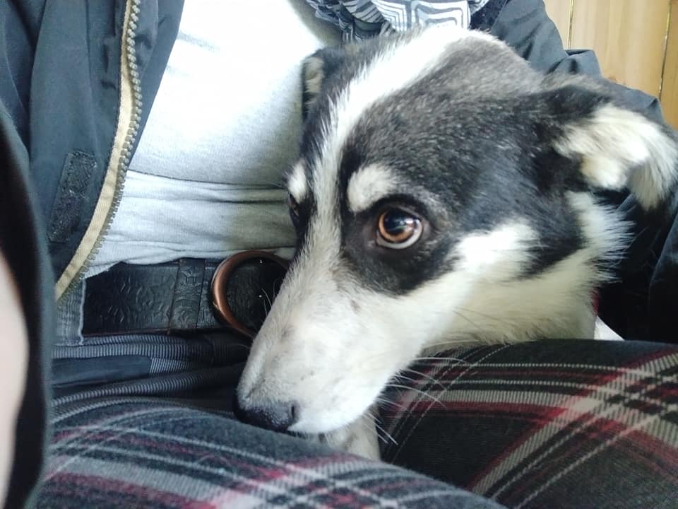 ProDogRomania's tweet photo. CASSANDRA hat ihre rote Kiste in Bucov gegen den Schoß ihres Pflegefrauchens getauscht und erfährt zum 1. Mal im Leben liebevolle Zuneigung ❤️ https://t.co/x92bjD6Brx
