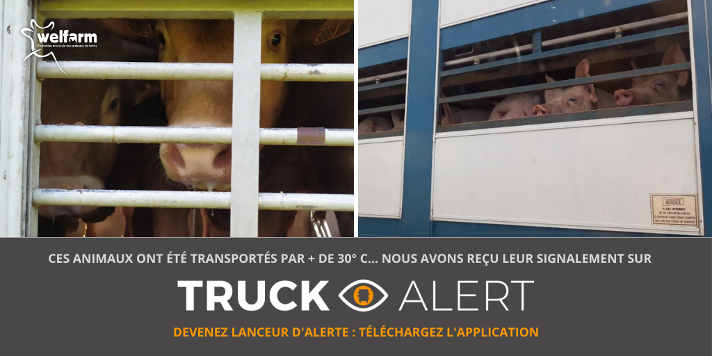 Welfarm's tweet photo. [⛔ #ACTIONTRANSPORTS] Les signalements commencent à affluer sur l'application #TRUCKalert 🙏
+ vos témoignages seront nombreux, moins le Gouvernement pourra nier l'ampleur du problème !
➡ Signalez les transports d'animaux par + de 30° C sur TRUCKalert : https://t.co/wkFSp5k2QI https://t.co/HkfaRlxrtM