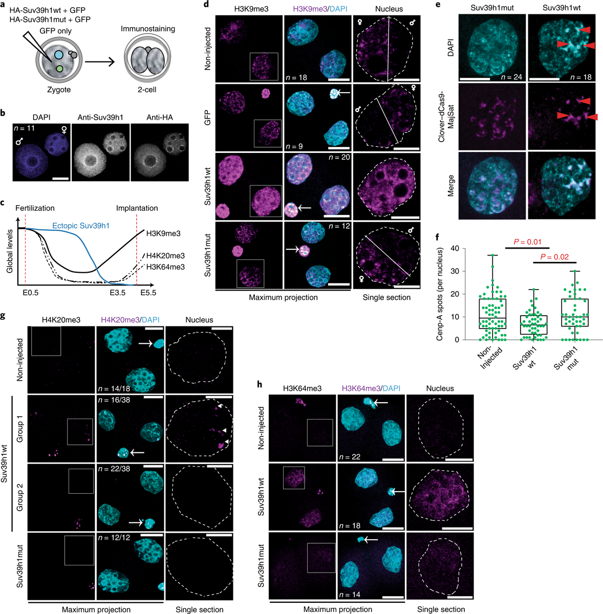 ensembl's tweet photo. #Heterochromatin establishment during early mammalian #development is regulated by pericentromeric #RNA and characterized by non-repressive H3K9me3.
@NatureCellBio #epigenetics #embryo
https://t.co/adWb3C1xkS
#UsingEnsembl #UsingBioMart #BioMart https://t.co/m52Iy6Y0Pp