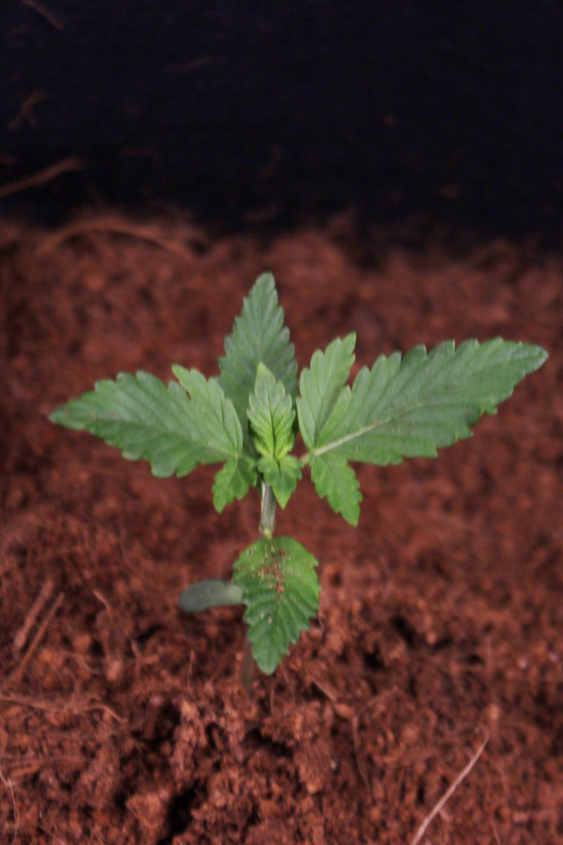 Greenseedtests's tweet photo. La preciosa #Red_Poison_Auto me está sorprendiendo, va fenomenal, apenas una semana ha crecido y ya tiene varios nudos, estoy uy contento con su desarrollo, buena variedad de @sweetseeds_es https://t.co/mbZTHaFNm8