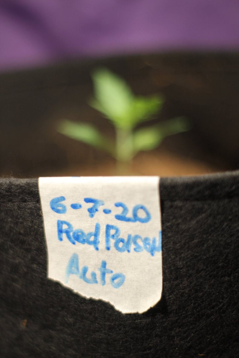 Greenseedtests's tweet photo. La preciosa #Red_Poison_Auto me está sorprendiendo, va fenomenal, apenas una semana ha crecido y ya tiene varios nudos, estoy uy contento con su desarrollo, buena variedad de @sweetseeds_es https://t.co/mbZTHaFNm8