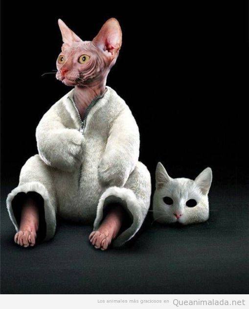 Madre mía que calorufo... me voy a quitar el abrigo!
#calor #cats #gatos