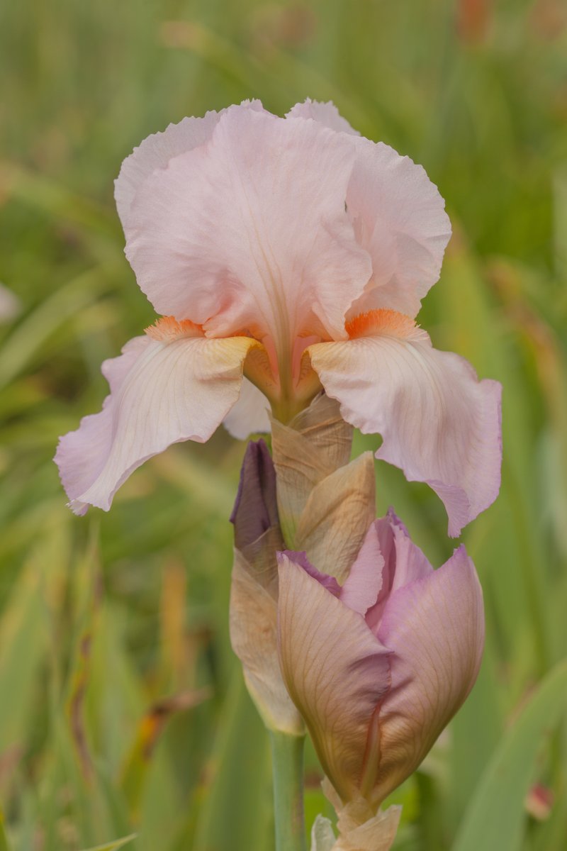 Plantheritage's tweet photo. Plants with provenance.
An exclusive opportunity to purchase Iris rhizomes from the National Collection of Iris (Sir Cedric Morris introductions) from our Seed Shop. Limited supplies.
Click here: https://t.co/FKcsGRo5vz
#iris #irisrhizome #cedricmorris #bentoniris #irislove https://t.co/gVjyzH92Hk
