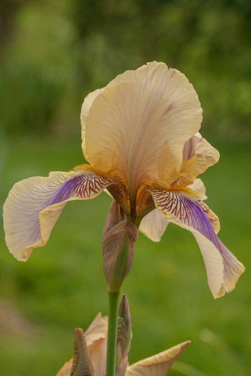 Plantheritage's tweet photo. Plants with provenance.
An exclusive opportunity to purchase Iris rhizomes from the National Collection of Iris (Sir Cedric Morris introductions) from our Seed Shop. Limited supplies.
Click here: https://t.co/FKcsGRo5vz
#iris #irisrhizome #cedricmorris #bentoniris #irislove https://t.co/gVjyzH92Hk