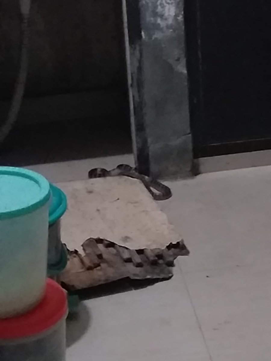 rwa_99's tweet photo. @Satishmahanaup 
@CMOfficeUP 
After several attempts to get our complains to @noida_authority.I also tweeted @CeoNoida some pictures of our sector. Snakes are also spotted in our sector on a daily basis. No action taken . 
Kindly take action .
Vinod Chaudhary
RWA President
Sec-99 https://t.co/8d0foTmNBE