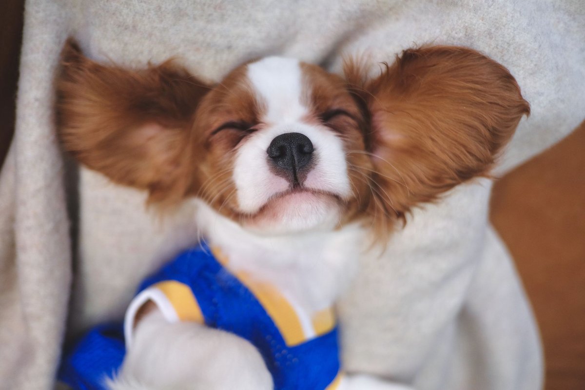 Healthyleafoil's tweet photo. Dogs have the same endocannabinoid system as humans do &amp; suffer from the same illnesses including anxiety, arthritis etc.
check out our ULTIMATE GUIDE TO CBD FOR DOGS
https://t.co/4heiJgLGTd
#CBDforDogs #HealthyLeafOil https://t.co/a9J3WaKged