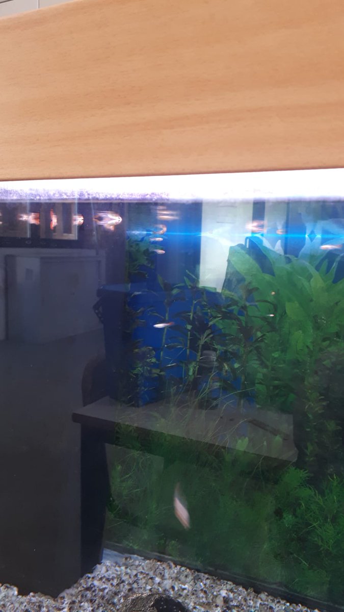 _Prizefish_'s tweet photo. The development of the fish #nursery study in Remo Brindisi High School.  Students use calcium carbonate shells to balance the PH in the water, as they only use natural methods to grow #fish in an #aquarium. https://t.co/WGw21kJ2Xv