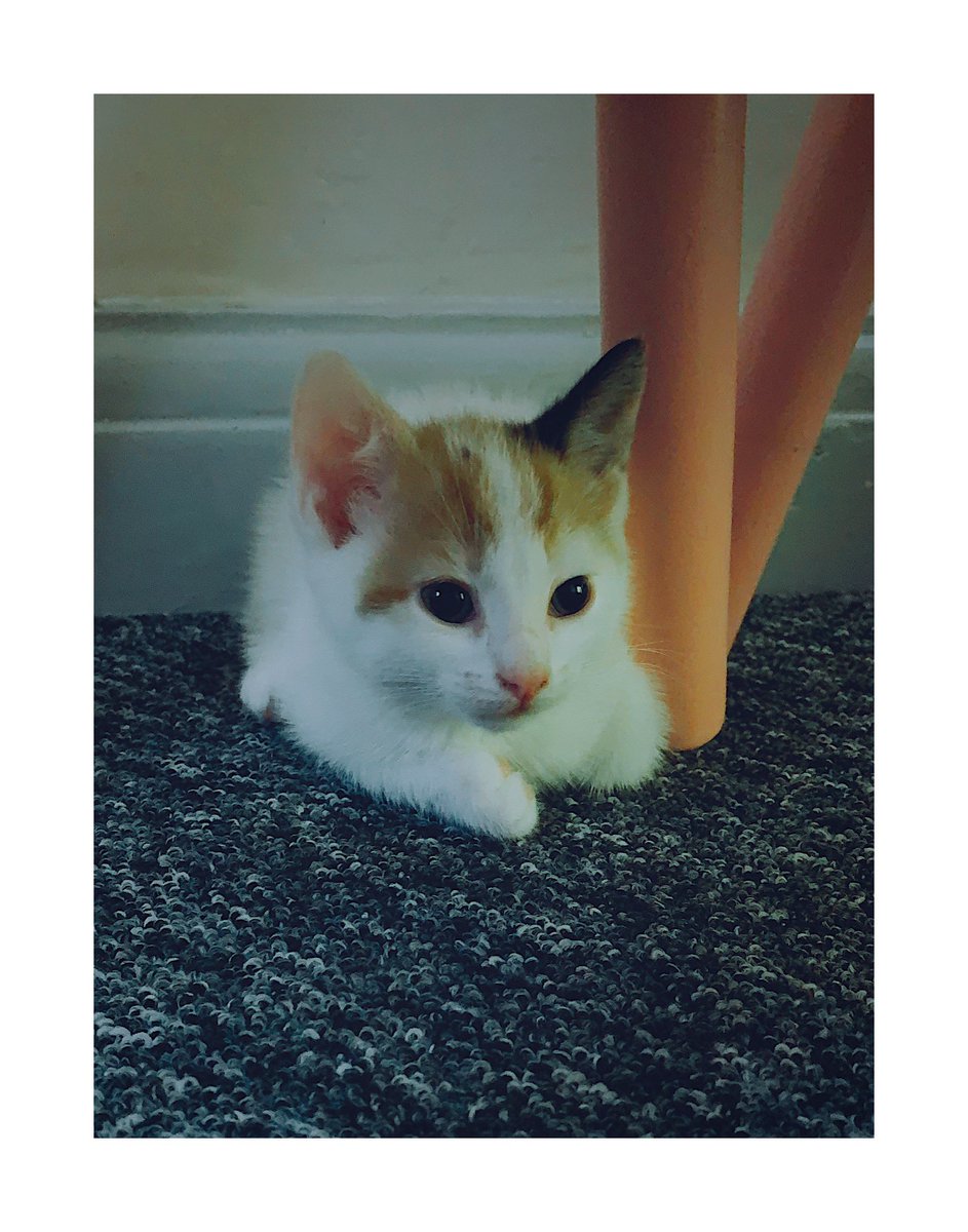 LaynaDuke's tweet photo. Ruby and Paige would like to introduce you to their new friend Olaf! 🐱 @cashprimary @mrs_w_EYFS @MissBartczak https://t.co/aSe3eZNJEG