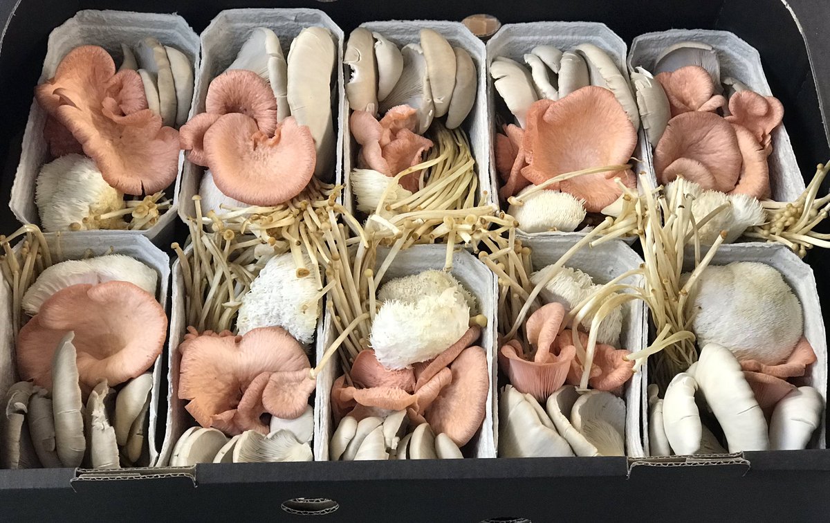 Oooh have a look at these... 🍄🍄🍄
Mixed punnets of locally grown mushrooms from Sherbrook Valley Mushrooms will be in the farm shop tomorrow.

Oyster, Pink Oyster, lions mane &amp; enoki 

#farmshop #lichfield #localbusiness #supportlocal #supportsmallbusiness #lionsmane