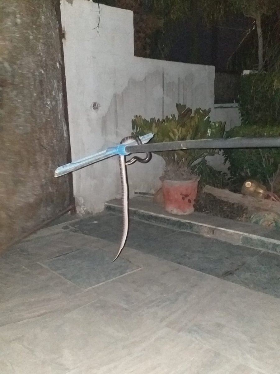 rwa_99's tweet photo. @noida_authority @CMOfficeUP @Satishmahanaup @MoHUA_India @HardeepSPuri @SwachhBharatGov @SwachSurvekshan @UPGovt @ChiefSecyUP @Secretary_MoHUA @swachhbharat @dr_maheshsharma @PankajSinghBJP @dmgbnagar @noidapolice @mygovindia @PMOIndia @myogiadityanath Cleaning of sector 99 is required as grasses are getting very big and becoming home for the wild. Snakes are increasing in number and are seen in houses now. Snakes and monitor lizard are spotted very often. 
Vinod Chaudhary
(RAW President 
Sector-99 Noida) https://t.co/RlS6FGbJDV
