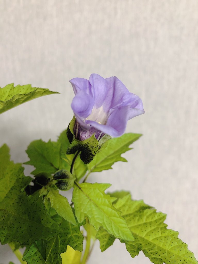 黒ほおずき Twitter Search Twitter