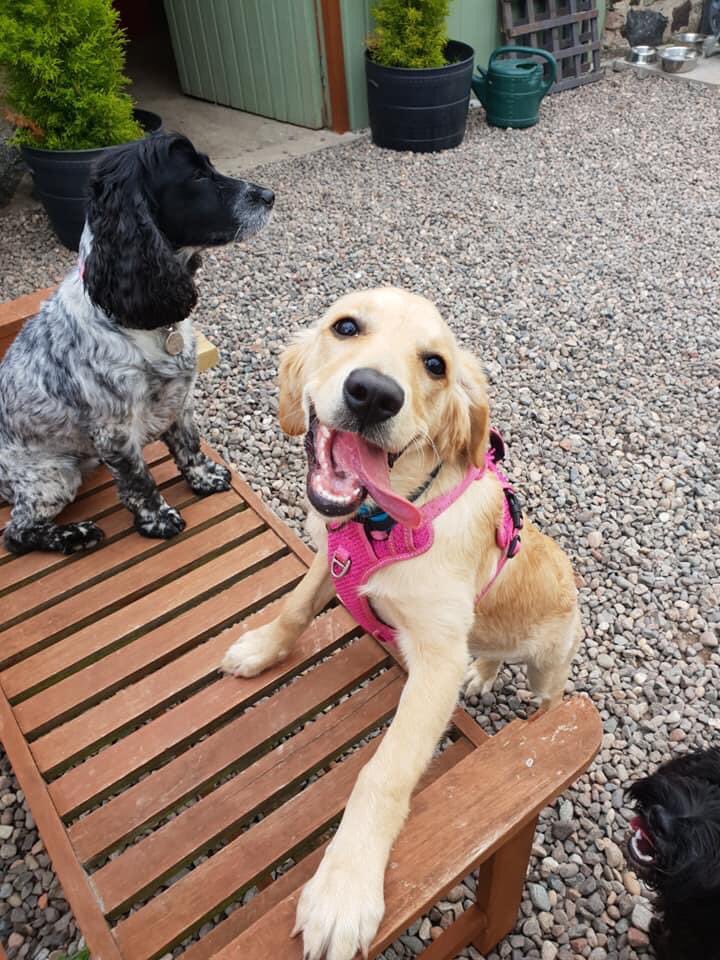 HappyMutts Doggie Daycare and Boarding (JohnShrigley) Twitter