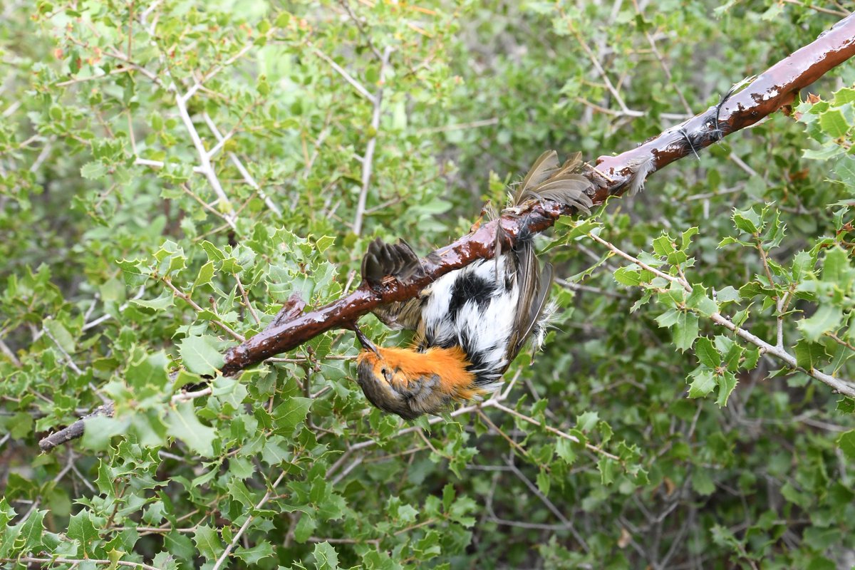 ⚠️ Plus que 2 jours pour participer aux consultations publiques sur les chasses traditionnelles. 

Épargnez 156030 oiseaux sauvages : dites NON à la chasse à la glu, matoles, pantes, tenderies !

▶️ bit.ly/NONauxchassest…