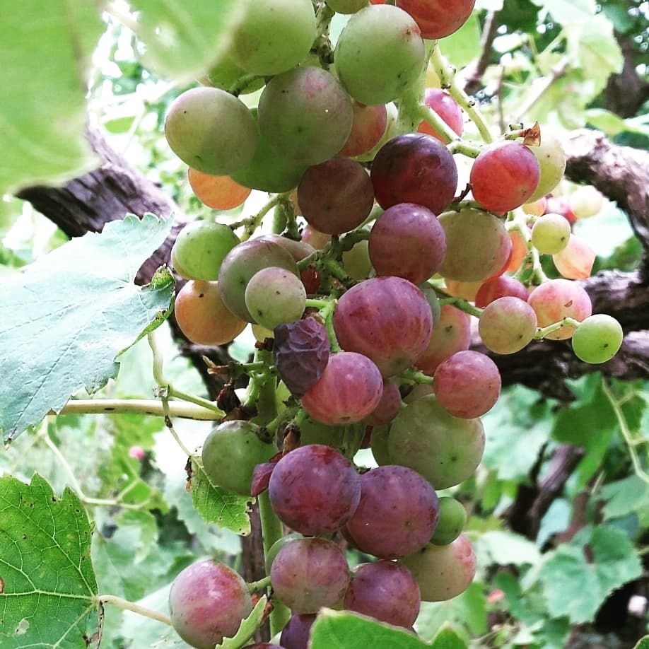 Bağa bak üzüm olsun, yemeye yüzün olsun." demiş atalarımız üretimin ve emeğin önemine dair.📍 Unutmayın, bir fidan dikmek için en iyi gün dündü, ikincisi ise bugün. 🌱🌿🌳

#fidan #meyveağacı #meyvefidanı #üzüm #grapes #vineyard #üzümbağı #doğa #nature