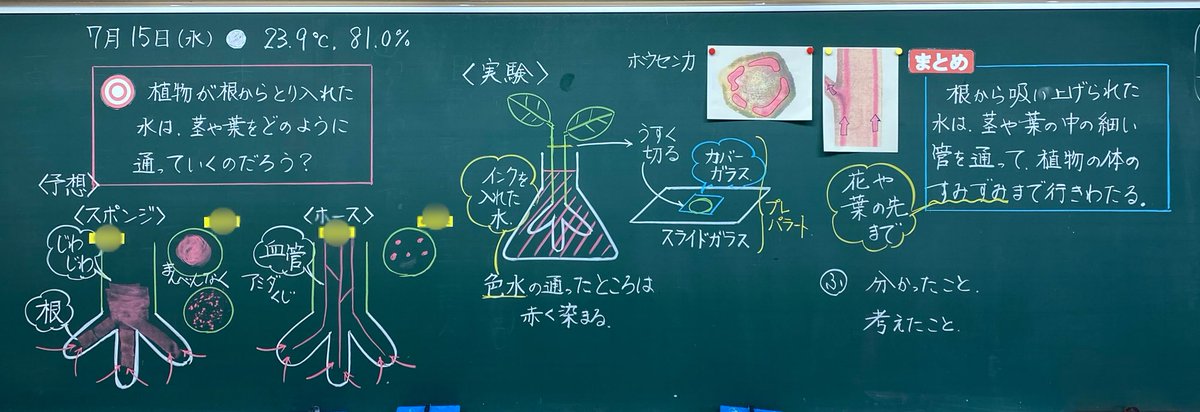 いのうえ ゆきのぶ ６年理科 植物の養分と水 水の通り道を予想 観察の１時間 T Co Fkvsza3gt0 Twitter