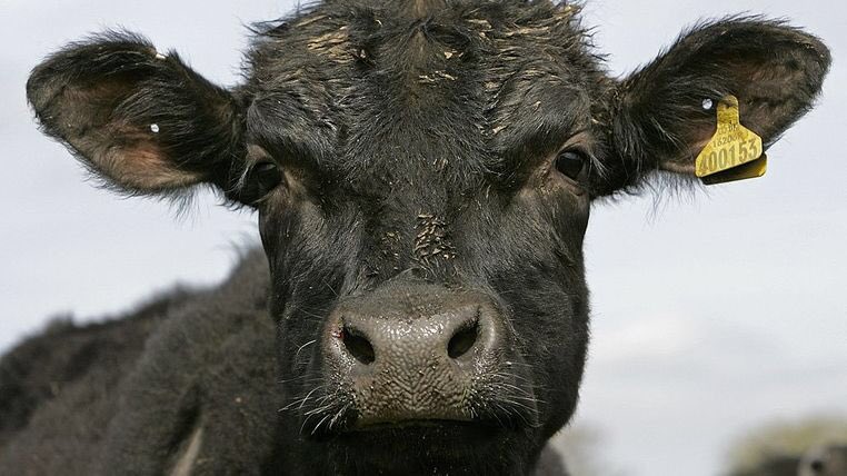 GeographyGems's tweet photo. Record methane levels found in atmosphere (and these guys are largely to blame)
https://t.co/Ji2onmZ4qz https://t.co/fPtmdpVkE4