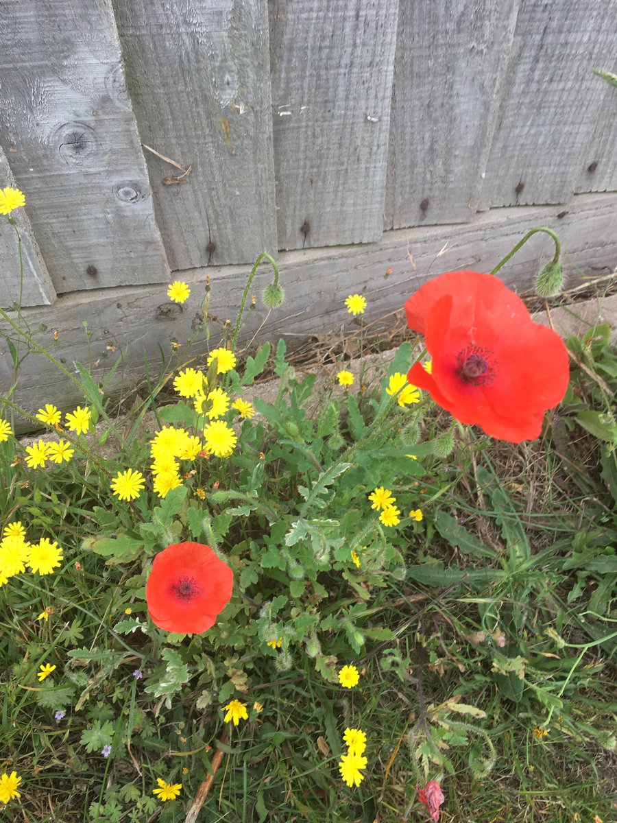 aguidinglightuk's tweet photo. I dreamt that I was desperate for a foot massage so in my world this means #grounding!
Before I even got out of bed this morning I did a grounding meditation and then took myself off for a long walk. 
Much better now 😊 #earthing #meditation #nature #healing #walking #mediumship https://t.co/lTpjFOMXaS