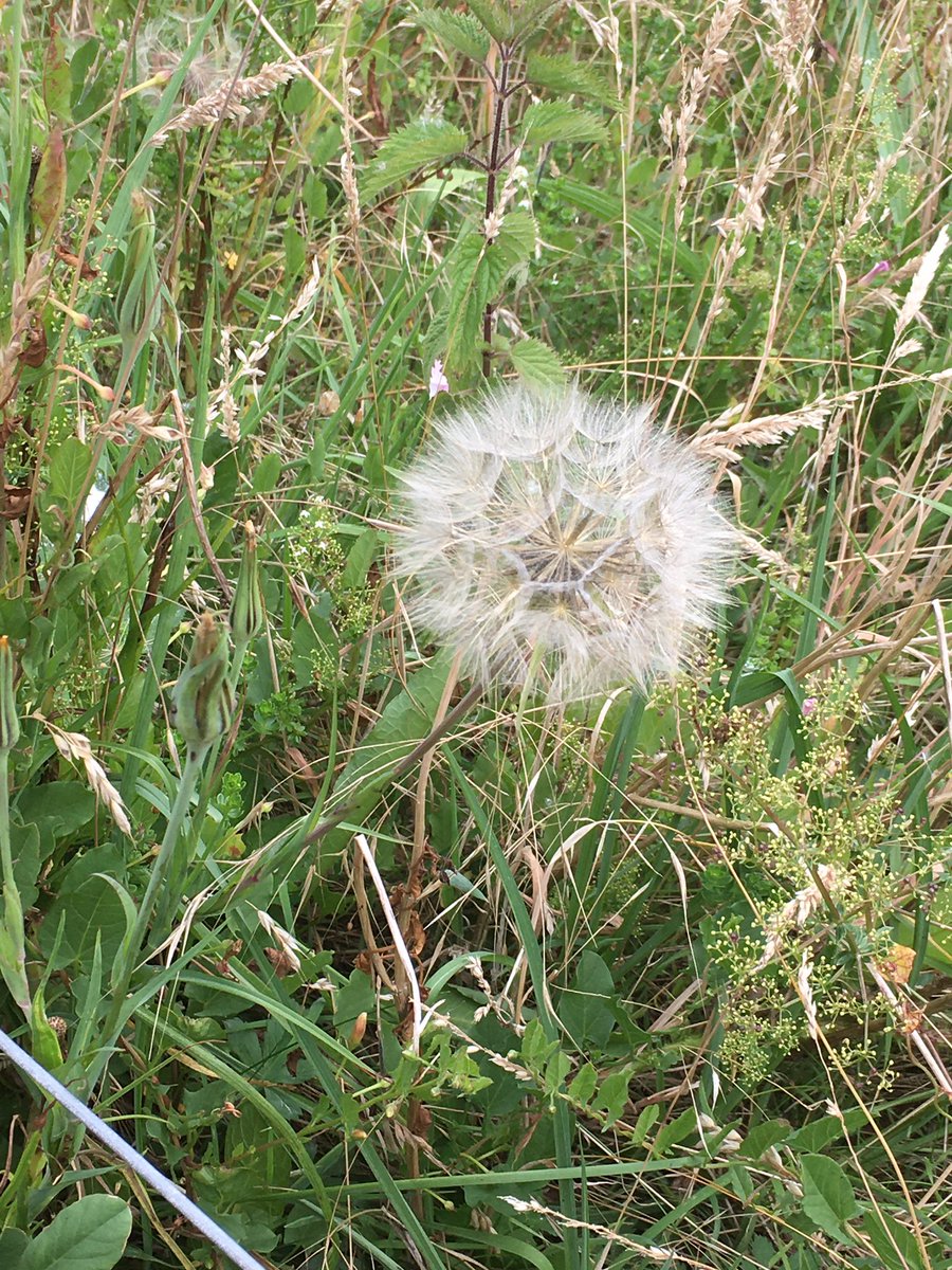 aguidinglightuk's tweet photo. I dreamt that I was desperate for a foot massage so in my world this means #grounding!
Before I even got out of bed this morning I did a grounding meditation and then took myself off for a long walk. 
Much better now 😊 #earthing #meditation #nature #healing #walking #mediumship https://t.co/lTpjFOMXaS