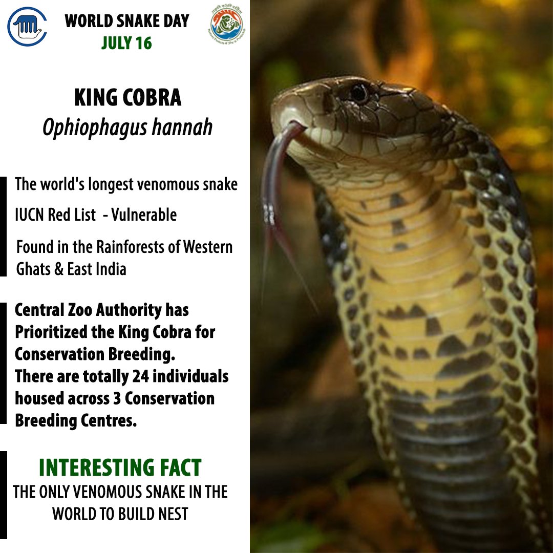 CZA_Delhi's tweet photo. On this #WorldSnakeDay, let's pledge to conserve and live harmoniously with these dangerous yet lovely creatures. Plan your day for the host of events lined up by zoos!
PC: https://t.co/AIdFxsr2jE @tmelanocephalus
#sundarvan https://t.co/XozytSUWVb