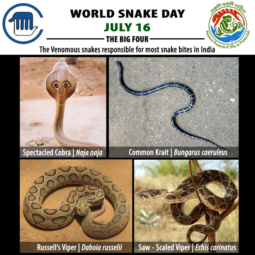 CZA_Delhi's tweet photo. On this #WorldSnakeDay, let's pledge to conserve and live harmoniously with these dangerous yet lovely creatures. Plan your day for the host of events lined up by zoos!
PC: https://t.co/AIdFxsr2jE @tmelanocephalus
#sundarvan https://t.co/XozytSUWVb