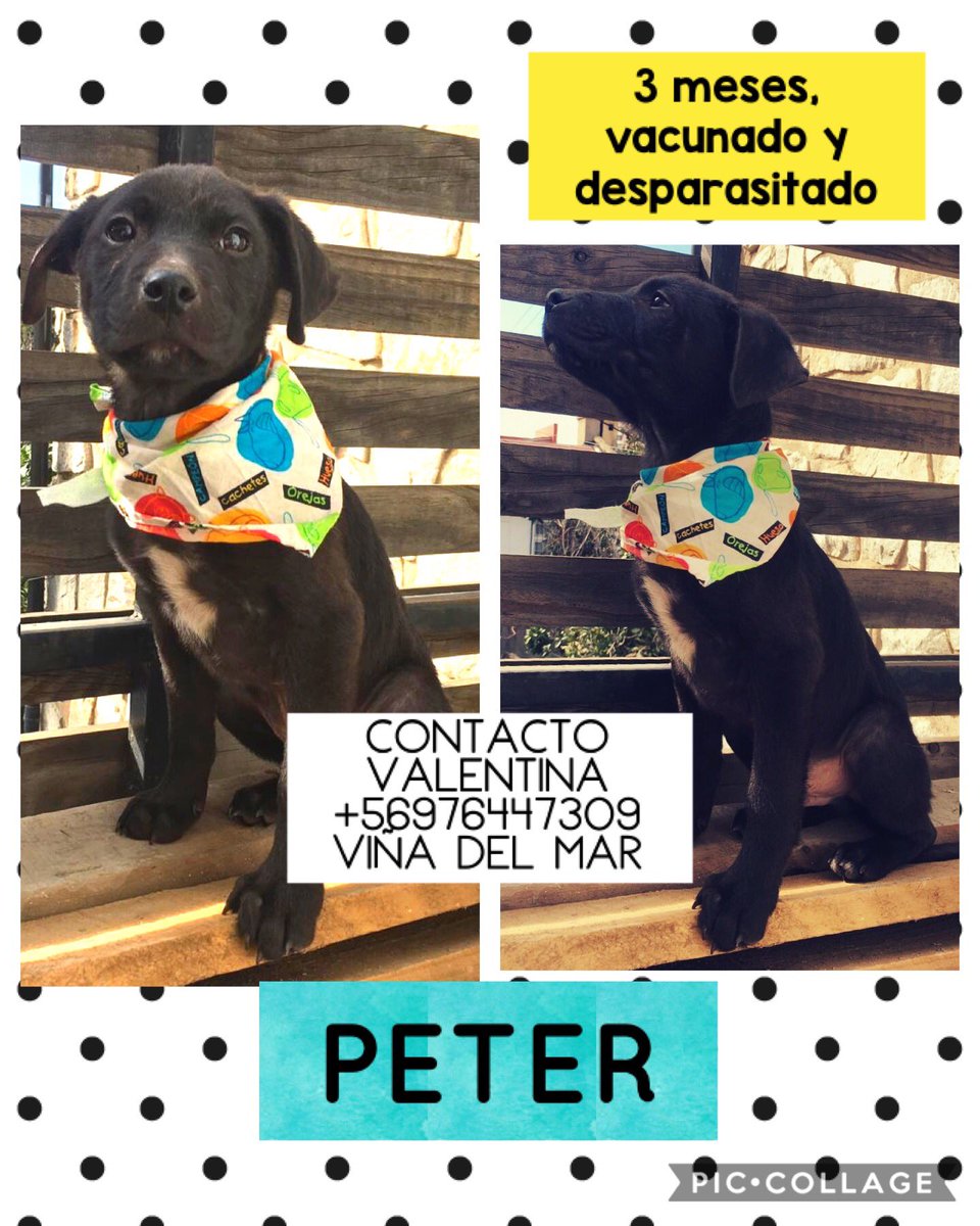 ilovedogs_vale's tweet photo. Ya me estoy desesperando...Es urgente encontrarles familia a los 6😭! Los que están 100% sanitos son Peter y Lulú. Miren su evolución y lo hermosos que son!! Tanto tiempo publicando y nada💔😩 @XimenaAG70 @bartorell @BERTORETO @_belenaza @kattykowaleczko @EAlbasetti @emecuadrada https://t.co/YOQBgk3Ujf