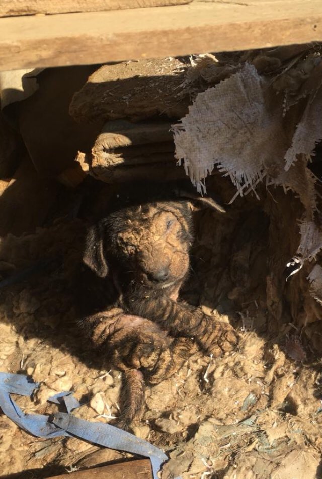 ilovedogs_vale's tweet photo. Ya me estoy desesperando...Es urgente encontrarles familia a los 6😭! Los que están 100% sanitos son Peter y Lulú. Miren su evolución y lo hermosos que son!! Tanto tiempo publicando y nada💔😩 @XimenaAG70 @bartorell @BERTORETO @_belenaza @kattykowaleczko @EAlbasetti @emecuadrada https://t.co/YOQBgk3Ujf