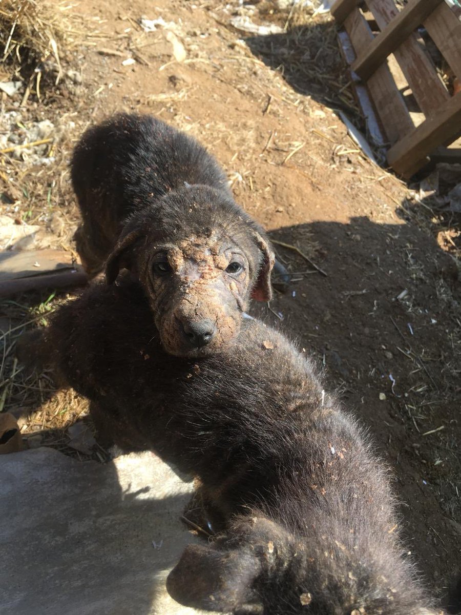 ilovedogs_vale's tweet photo. Ya me estoy desesperando...Es urgente encontrarles familia a los 6😭! Los que están 100% sanitos son Peter y Lulú. Miren su evolución y lo hermosos que son!! Tanto tiempo publicando y nada💔😩 @XimenaAG70 @bartorell @BERTORETO @_belenaza @kattykowaleczko @EAlbasetti @emecuadrada https://t.co/YOQBgk3Ujf