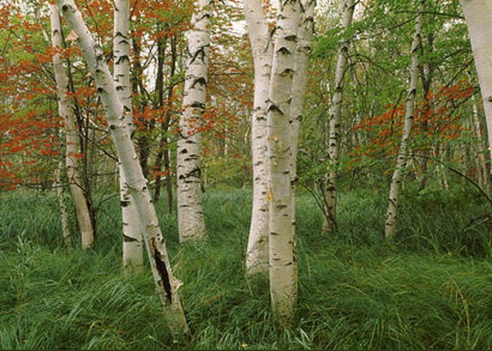 Linnaeus didn’t make very many mistakes, and he considered both our two birches to represent extreme forms of one variable species, which he called Betula alba. What he couldn’t know is that this lumped together sexually incompatible plants with different chromosome counts.