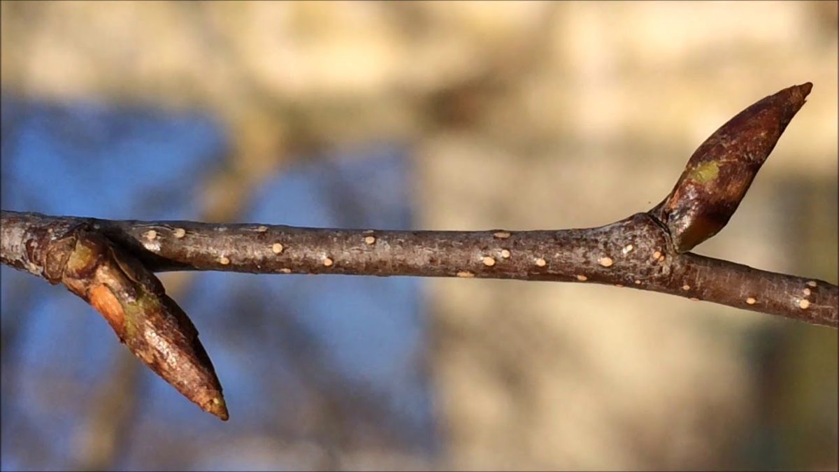 Unfortunately, you can’t conclude that hairless twigs means B. pendula (right), because some forms of B. pubescens (despite their name) have hairless twigs.