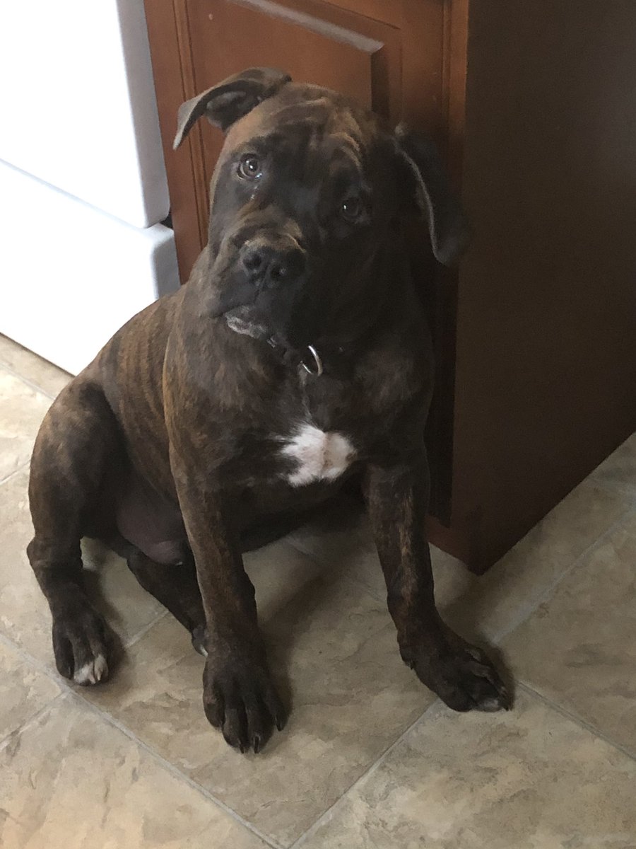 Kitchen Life... #Archer #ArcherTheBullie #Dog #DogLife #puppy #puppylife