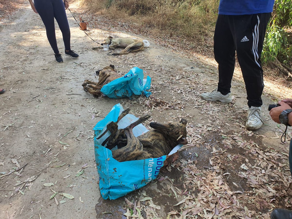 PACMA (@partidopacma) on Twitter photo ⚠️ IMÁGENES MUY DURAS.
Han aparecido 3 galgos APALEADOS y metidos en sacos en un río en Sevilla.
Uno de ellos se salvó gracias a una abertura en el saco, pero los otros ya estaban muertos cuando los encontró <a href="/AMPAROSUR/">EL AMPARO DEL SUR</a>.
Mañana os contamos toda la información. ⚠️ IMÁGENES MUY DURAS.
Han aparecido 3 galgos APALEADOS y metidos en sacos en un río en Sevilla.
Uno de ellos se salvó gracias a una abertura en el saco, pero los otros ya estaban muertos cuando los encontró <a href="/AMPAROSUR/">EL AMPARO DEL SUR</a>.
Mañana os contamos toda la información.