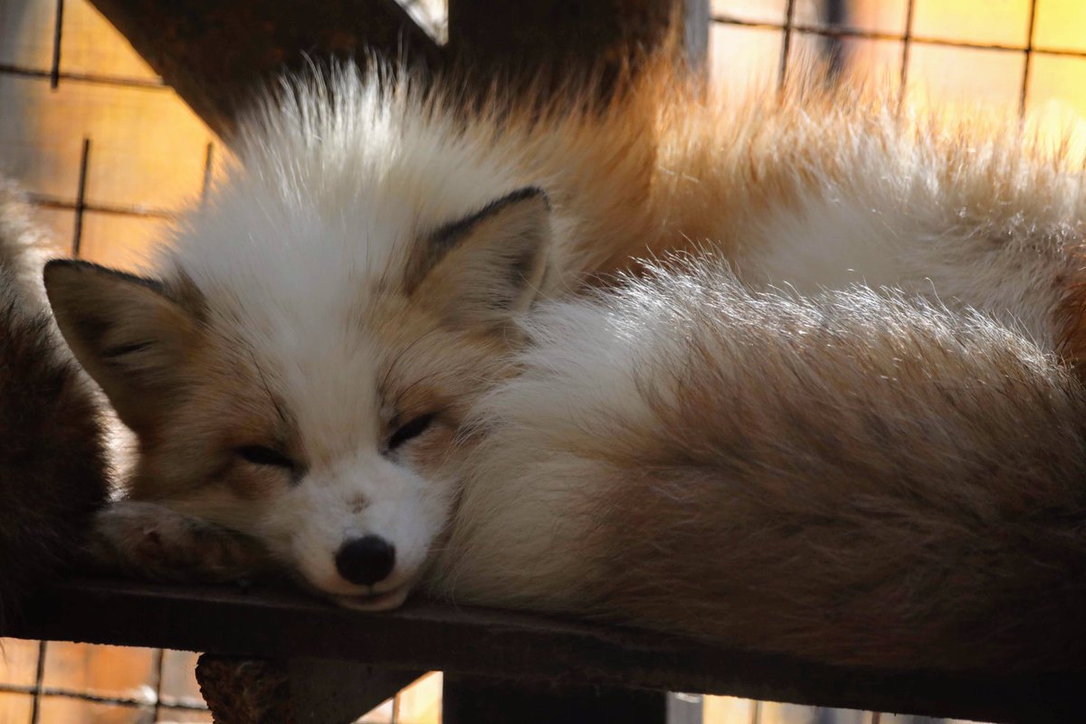 茶プラチナキツネちゃんも美麗でかわいい！ #キツネ #キツネ村 #蔵王