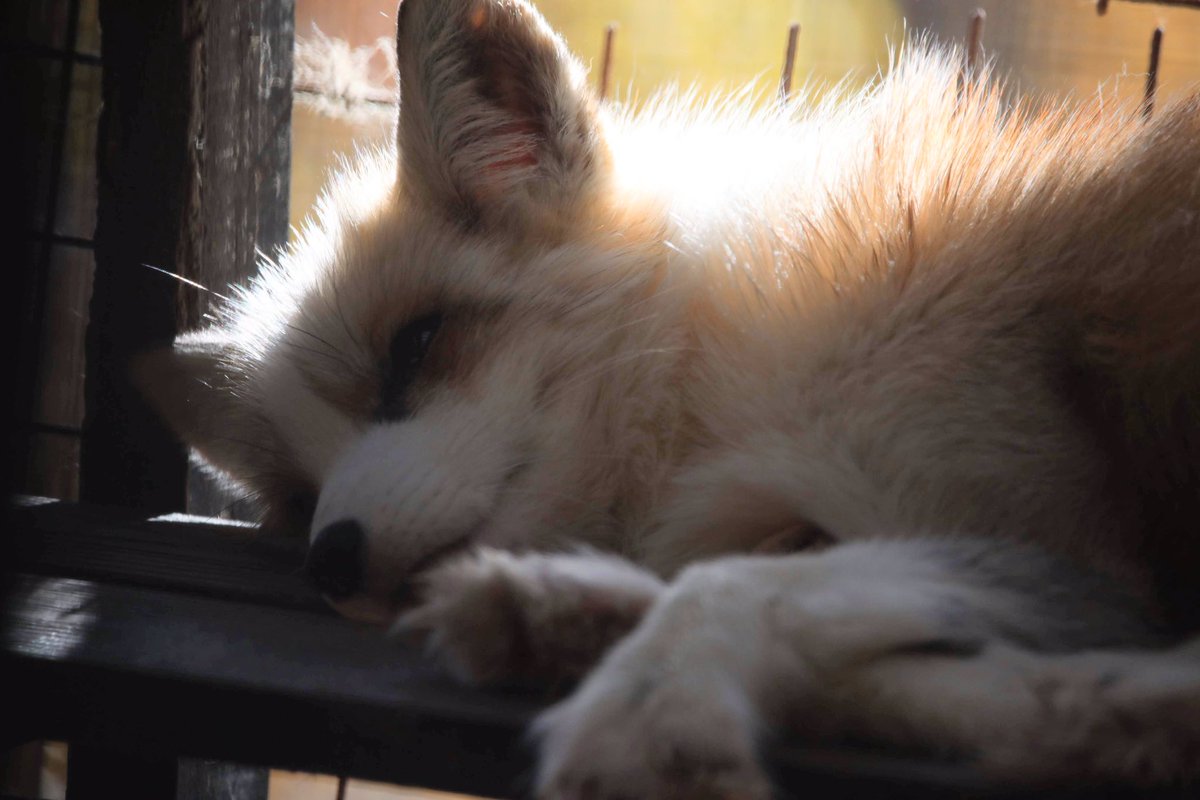 茶プラチナキツネちゃんも美麗でかわいい！ #キツネ #キツネ村 #蔵王