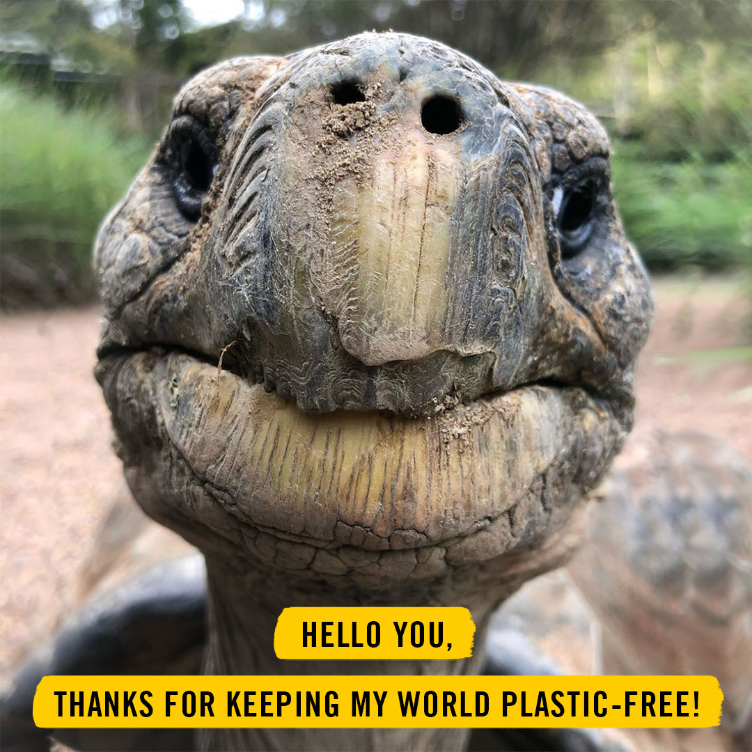 Let's keep all the tortoises and turtles smiling like this one 💪 🐢⁠ ⁠ Adjusting our habits to have a more eco-friendly lifestyle is easy nowadays! You can start by saying no to plastic straws, and use a stroodle instead 😉