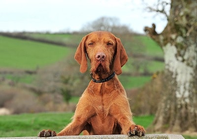 JugDogCo's tweet photo. It’s a terrible time seeing your dog suffer with arthritis or other similar joint and muscle problems. Unfortunately, there is no cure for the disease and it will sadly get worse over time. https://t.co/DIBX9JPkGL https://t.co/FrrwL4LzHw