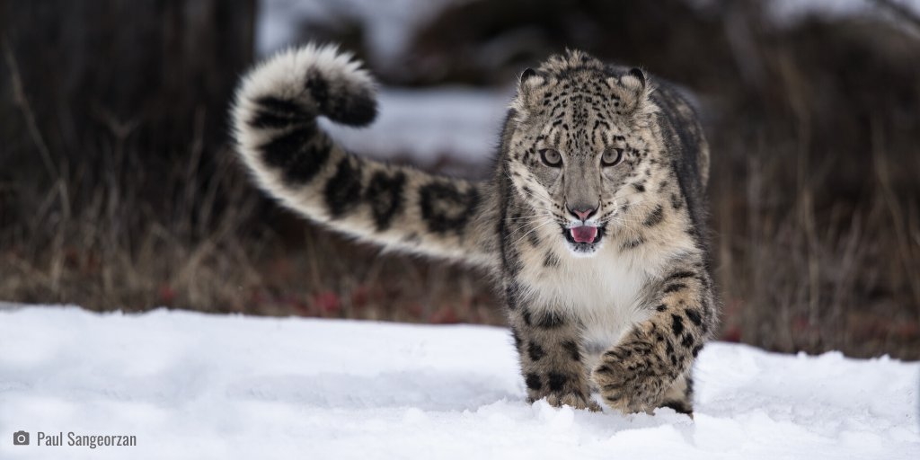 WhitleyAwards's tweet photo. The cat in the corral...
This inspiring tale illustrates the vital role of community engagement in successful conservation.
Watch how @snowleopards, run by 2019 #ContinuationFunding winner Charudutt Mishra, helped a herder work alongside a snow leopard:
https://t.co/ub3Xkbv499 https://t.co/4Gtz8Ae3Kf