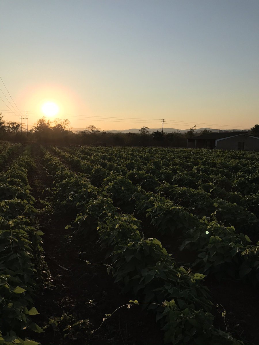 SwaTsakani's tweet photo. And just like that another sun sets and another week ends...#FarmLife #farmingismylife #perfectsunsets #farmerseathealthy https://t.co/0Sxfzi797G