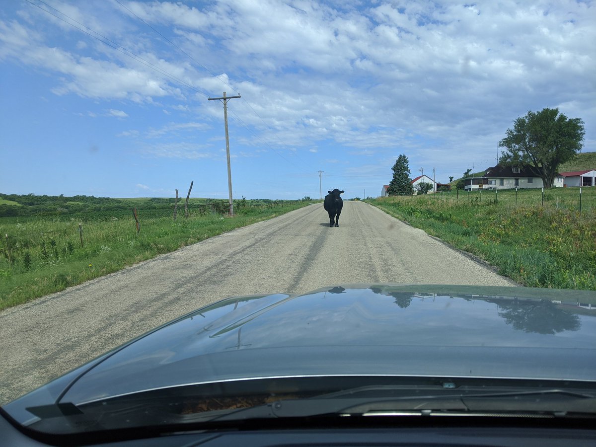 GregKfb's tweet image. These deer just keep getting bigger and bigger.