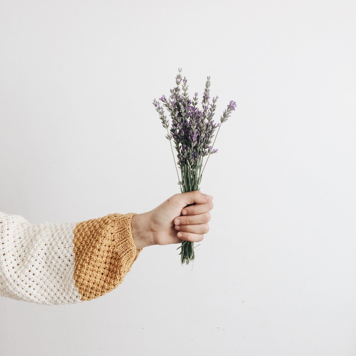 BloomCatch's tweet photo. Lavender tea can be made from the dried flowers of the plant. For hot tea, place ½ teaspoon of flowers in one cup of boiling water and let steep for five minutes. For cold tea, allow the mixture to steep for 12 hours in the refrigerator.⁠
⁠
Photo by rocknwool⁠

⁠ https://t.co/ypqLqIyoif