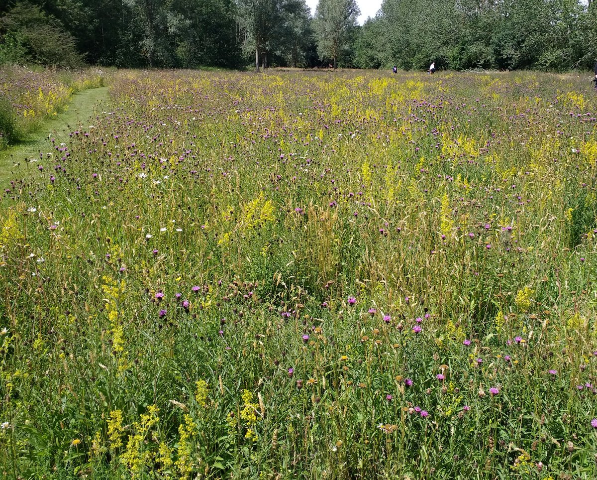 MaureenPerryman's tweet photo. Lunch in the wildflower meadow  @UltingWick #NGS surrounded by more bees and butterflies than I've seen all year and great plants to take home too! https://t.co/U9a7rVrOrG